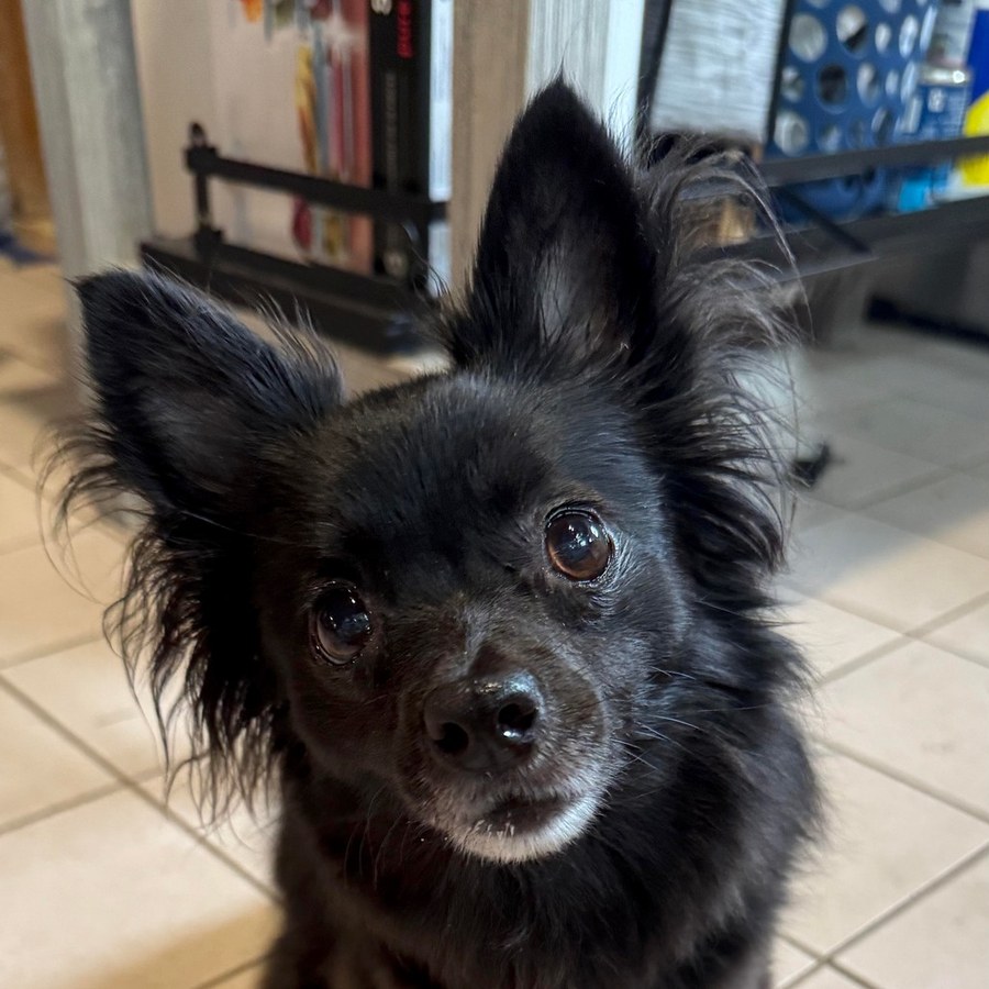 The original everyday photo of Bandit the dog
