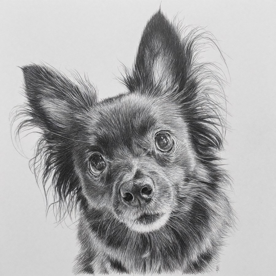 Pencil Sketch pet portrait